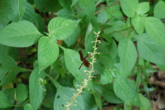 Neurothemis fluctuans