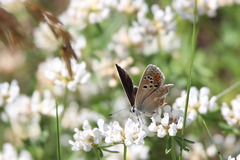 Polyommatus dorylas