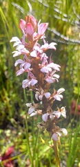 Satyrium rhynchanthum