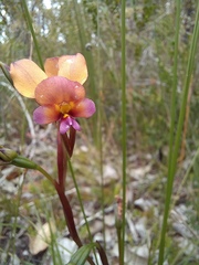 Diuris longifolia
