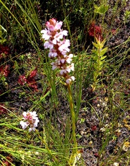 Satyrium rhynchanthum