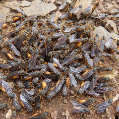 Carebara