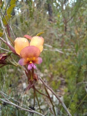 Diuris longifolia
