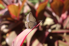 Luthrodes pandava