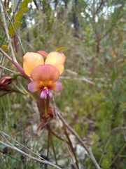 Diuris longifolia