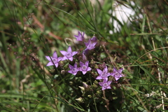 Gentianella crispata