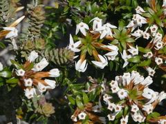 Lysinema ciliatum