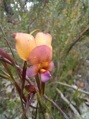 Diuris longifolia