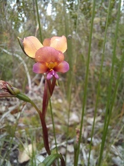 Diuris longifolia