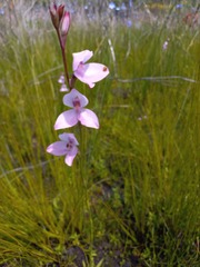 Disa racemosa