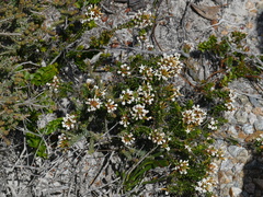 Lysinema ciliatum
