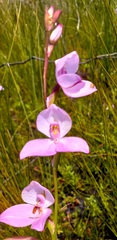 Disa racemosa