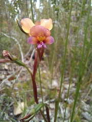 Diuris longifolia