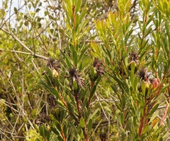 Protea lanceolata