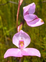 Disa racemosa
