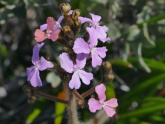 Stylidium pilosum