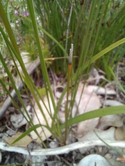 Diuris longifolia