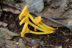 Gloioxanthomyces nitidus