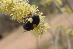 Pedinorrhina trivittata