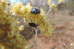 Clinteroides permutans