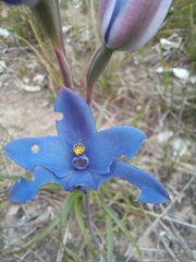 Thelymitra crinita