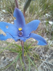 Thelymitra crinita