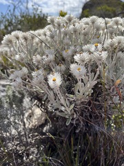 Syncarpha argyropsis