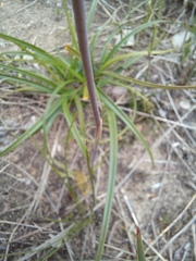 Thelymitra crinita
