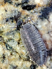 Proporcellio