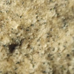 Leimonis erratica