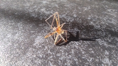 Loxosceles rufescens