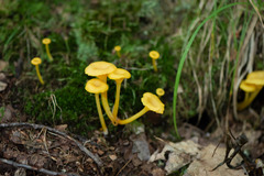 Gloioxanthomyces nitidus