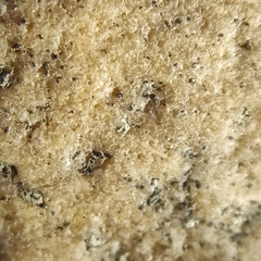 Leimonis erratica