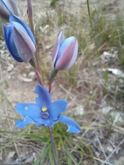 Thelymitra crinita