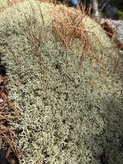 Cladonia uncialis