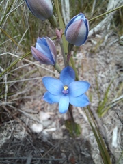 Thelymitra crinita