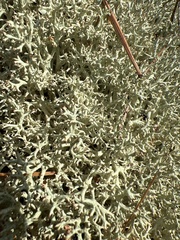 Cladonia uncialis