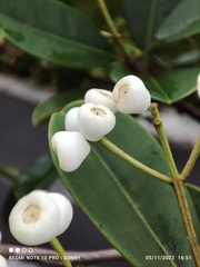 Syzygium incarnatum