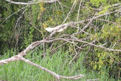 Pilherodius pileatus