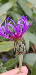 Centaurea montana