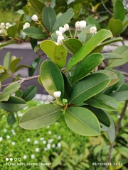 Syzygium incarnatum