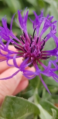 Centaurea montana