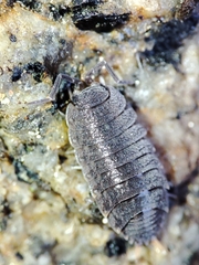 Proporcellio