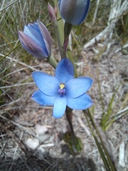 Thelymitra crinita