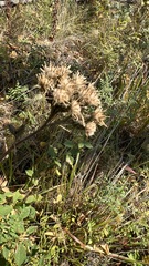 Saussurea controversa