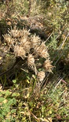 Saussurea controversa