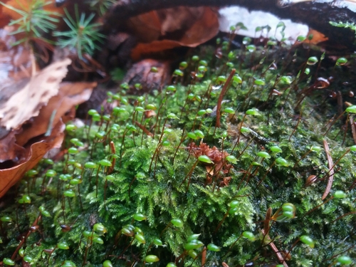 bankovec zamatový (Brachytheciastrum velutinum)