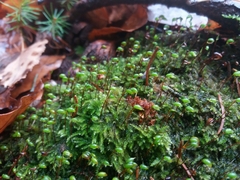 Brachytheciastrum velutinum
