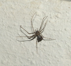 Mimetidae
