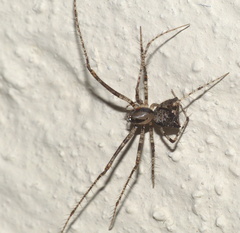 Mimetidae